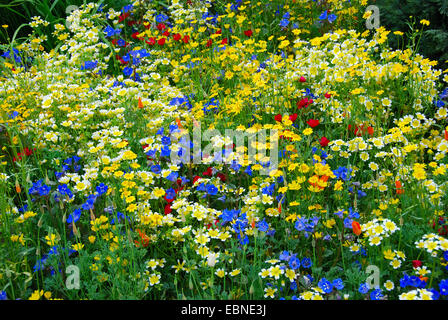 Jährliche Wildblume Grenzen, Fetzer Weinberge nachhaltig Weingut Schaugarten, RHS Chelsea Flower Show 2007, London, UK. Stockfoto