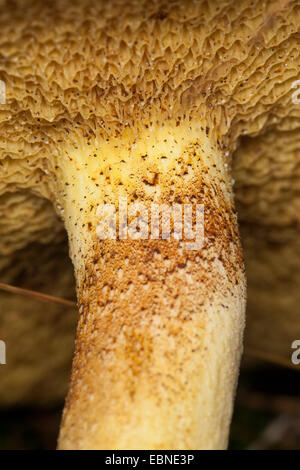 Weinend Bolete, granulierter Bolete (Suillus Granulatus, Suillus Lactifluus), Unterseite der Kappe mit Röhren, Deutschland Stockfoto