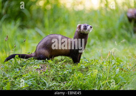 Europäischer Iltis (Mustela Putorius), auf einer Wiese, Deutschland Stockfoto