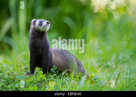 Europäischer Iltis (Mustela Putorius), auf einer Wiese, Deutschland Stockfoto