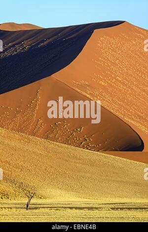 riesigen Sanddünen im Abendlicht, Namibia, Namib-Naukluft-Nationalpark, Sossusvlei Stockfoto