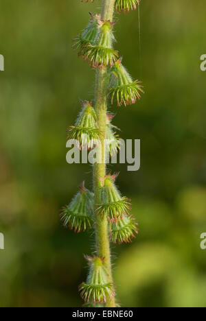 gemeinsamen Agrimony, europäischen Groovebur (Agrimonia Eupatoria), Früchte, Deutschland Stockfoto