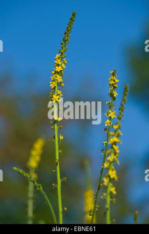 gemeinsamen Agrimony, europäischen Groovebur (Agrimonia Eupatoria), Blütenstände, Deutschland Stockfoto