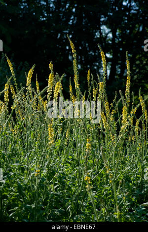 gemeinsamen Agrimony, europäischen Groovebur (Agrimonia Eupatoria), blühen, Deutschland Stockfoto