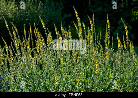 gemeinsamen Agrimony, europäischen Groovebur (Agrimonia Eupatoria), blühen, Deutschland Stockfoto