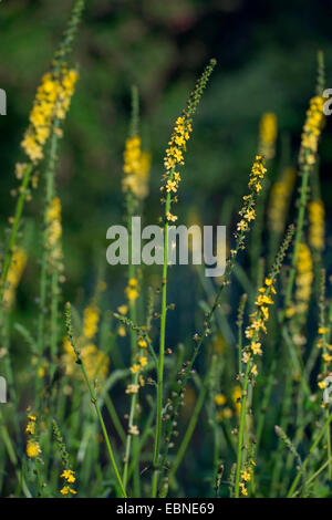 gemeinsamen Agrimony, europäischen Groovebur (Agrimonia Eupatoria), blühen, Deutschland Stockfoto