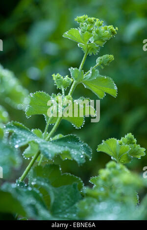 Frauenmantel (Alchemilla Mollis), blühen in Regen, Deutschland Stockfoto