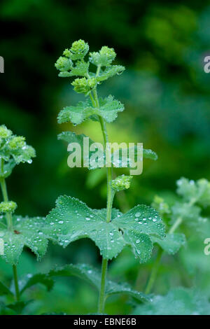 Frauenmantel (Alchemilla Mollis), blühen in Regen, Deutschland Stockfoto