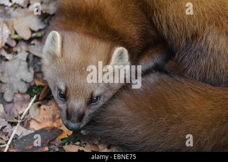 Europäischen Baummarder (Martes Martes), aufgerollt auf Waldboden, Deutschland Stockfoto