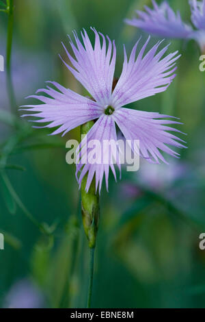 Duftende Schneeflocke Garten Rosa (Dianthus Petraeus SSP Petraeus), Blume Stockfoto