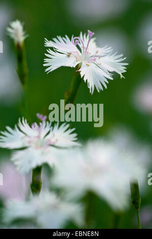 Duftende Schneeflocke Garten Rosa (Dianthus Petraeus SSP Petraeus), Blume Stockfoto