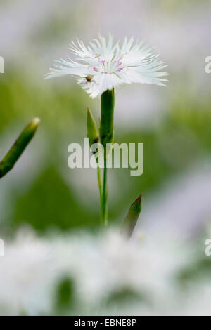 Duftende Schneeflocke Garten Rosa (Dianthus Petraeus SSP Petraeus), Blume Stockfoto