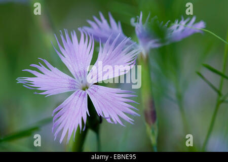 Duftende Schneeflocke Garten Rosa (Dianthus Petraeus SSP Petraeus), Blumen Stockfoto