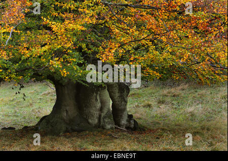 Rotbuche (Fagus Sylvatica), mit Herbstlaub, Dänemark Stockfoto