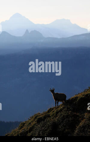 Alpensteinbock (Capra Ibex, Capra Ibex Ibex), pup am Gemmenalphorn, Schweiz, Berner Oberland, Niederhorn Stockfoto