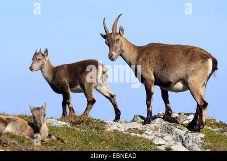 Alpensteinbock (Capra Ibex, Capra Ibex Ibex), Mutter mit zwei Welpen am Gemmenalphorn, Schweiz, Berner Oberland Stockfoto