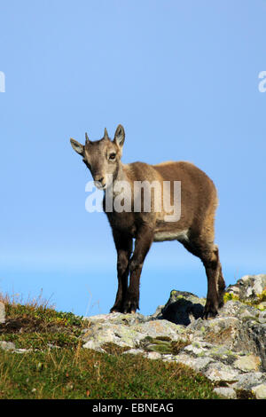 Alpensteinbock (Capra Ibex, Capra Ibex Ibex), zwei Welpen am Gemmenalphorn, Schweiz, Berner Oberland Stockfoto