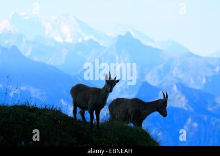 Alpensteinbock (Capra Ibex, Capra Ibex Ibex), zwei Welpen am Gemmenalphorn, Schweiz, Berner Oberland Stockfoto