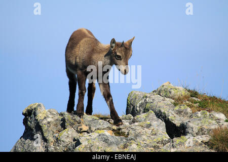 Alpensteinbock (Capra Ibex, Capra Ibex Ibex), zwei Welpen am Gemmenalphorn, Schweiz, Berner Oberland Stockfoto