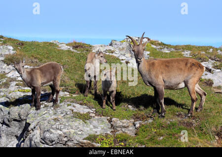 Alpensteinbock (Capra Ibex, Capra Ibex Ibex), weiblich mit Welpen, Schweiz, Berner Oberland, Niederhorn Stockfoto