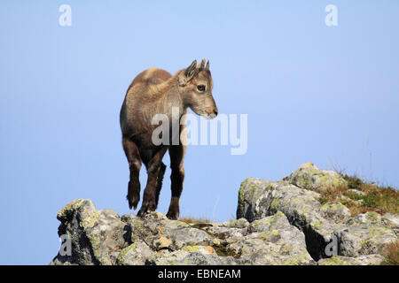 Alpensteinbock (Capra Ibex, Capra Ibex Ibex), zwei Welpen am Gemmenalphorn, Schweiz, Berner Oberland Stockfoto