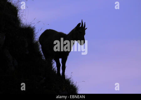 Alpensteinbock (Capra Ibex, Capra Ibex Ibex), pup am Gemmenalphorn, Schweiz, Berner Oberland Stockfoto