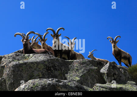 Spanischer Steinbock (Capra Pyrenaica Victoriae), Gruppe auf einem Felsen, Spanien, Sierra De Gredos Stockfoto