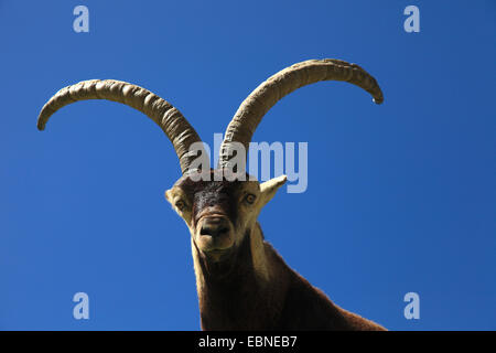 Spanischer Steinbock (Capra Pyrenaica Victoriae), Portrait gegen blauen Himmel, Spanien, Sierra De Gredos Stockfoto