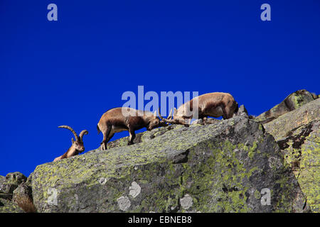 Spanischer Steinbock (Capra Pyrenaica Victoriae), zwei kämpfende Männer, Spanien, Sierra De Gredos Stockfoto