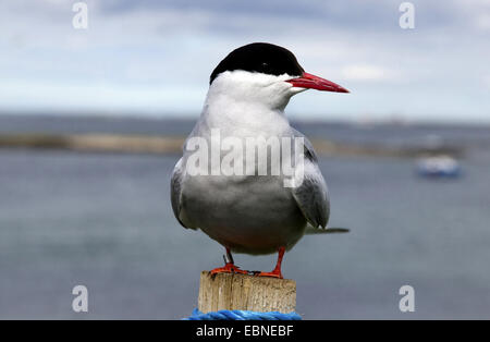 Küstenseeschwalbe (Sterna Paradisaea), sitzen auf einem hölzernen Pfeiler, Farne Islands, Northumberland, England, Vereinigtes Königreich Stockfoto