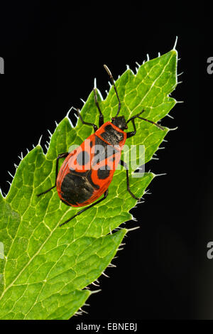 Firebug (Pyrrhocoris Apterus), auf einem Blatt bei Gegenlicht, Deutschland, Baden-Württemberg Stockfoto