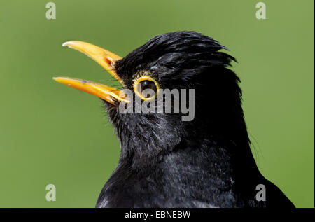 Amsel (Turdus Merula), Portrait eines männlichen Gesang, Großbritannien, Schottland Stockfoto