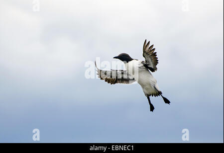 gemeinsamen Guillemot (Uria Aalge), Landung, United Kingdom, England, Northumberland, Farne Islands Stockfoto