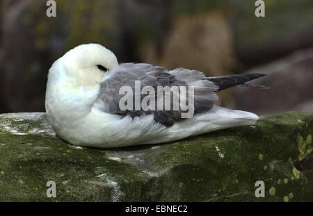 nördlichen Fulmar (Fulmarus Cyclopoida), am Nest, Vereinigtes Königreich, England, Northumberland Stockfoto
