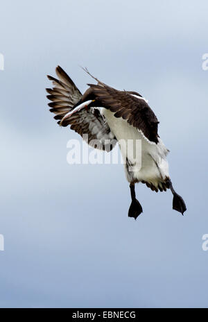 gemeinsamen Guillemot (Uria Aalge), Landung mit Fisch in Rechnung, Farne Islands, Northumberland, England, Vereinigtes Königreich Stockfoto