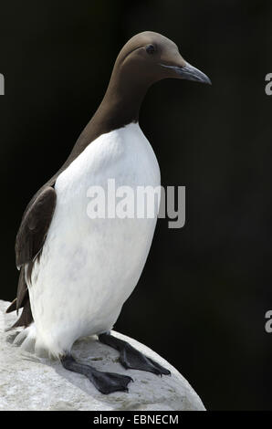 gemeinsamen Guillemot (Uria Aalge), auf Felsen, Farne Islands, Northumberland, England, Vereinigtes Königreich Stockfoto