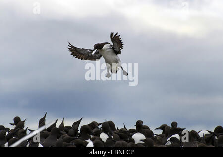 gemeinsamen Guillemot (Uria Aalge), Landung in Kolonie, Farne Islands, Northumberland, England, Vereinigtes Königreich Stockfoto