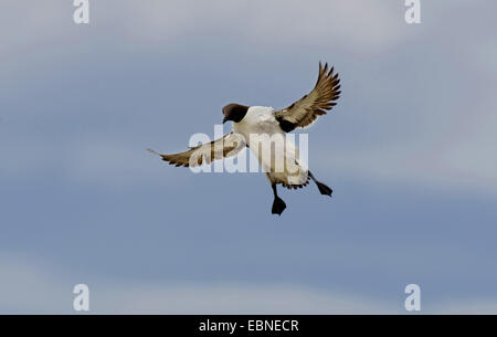 gemeinsamen Guillemot (Uria Aalge), Landung in Kolonie, Farne Islands, Northumberland, England, Vereinigtes Königreich Stockfoto