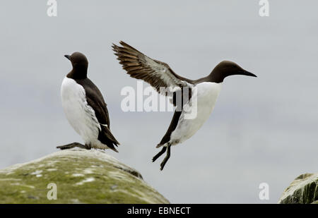 gemeinsamen Guillemot (Uria Aalge), einem Guillemot sitzt auf einem Felsen ein weiteres eine Landung, United Kingdom, England, Northumberland, Farne Islands Stockfoto