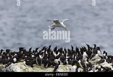 Silbermöwe (Larus Argentatus), überfliegen Brutkolonie von gemeinsamen Trottellummen, Farne Islands, Northumberland, England, Vereinigtes Königreich Stockfoto