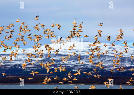 Knutt (Calidris Canutus), scharen sich im Flug, Norwegen, Troms, Tromsoe Stockfoto