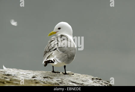 Schwarz-legged Kittiwake (Rissa Tridactyla, Larus Tridactyla), steht auf einem Felsen, Farne Islands, Northumberland, England, Vereinigtes Königreich Stockfoto