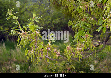 Stieleiche, pedunculate Eiche, englischer Eiche (Quercus Robur), Zweig mit männlichen Kätzchen und junge Blätter, Deutschland, Rheinland-Pfalz Stockfoto