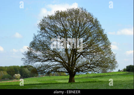 Stieleiche, pedunculate Eiche, Eiche (Quercus Robur) Englisch, Blatt schießen im Frühjahr, Deutschland, Reinland-Pfalz, Siebengebirge Stockfoto