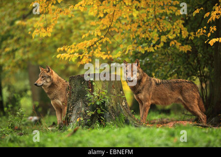 Europäische graue Wolf (Canis Lupus Lupus), zwei Wölfe im herbstlichen Wald, Deutschland, Bayern Stockfoto