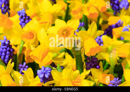 Narzisse (Narcissus spec.), mit Trauben Hyazinthe Stockfoto