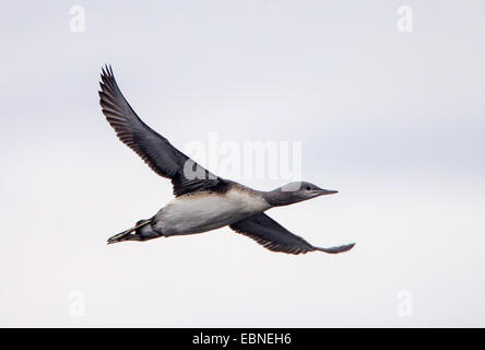 Sterntaucher (Gavia Stellata), junge Red-throated Taucher im Flug, Norwegen Troms Stockfoto