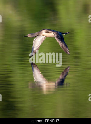 Sterntaucher (Gavia Stellata), im Flug über der Prestvannet See, Norwegen, Troms Stockfoto