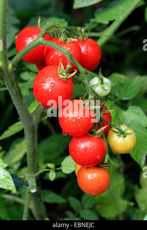 Garten Tomaten (Solanum Lycopersicum, Lycopersicon Esculentum), Sorte Picolino Stockfoto