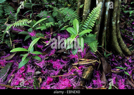 Blumen im Regenwald Stock, tropischen Regenwald, Indonesien, West-Neuguinea, Irian Jaya Stockfoto